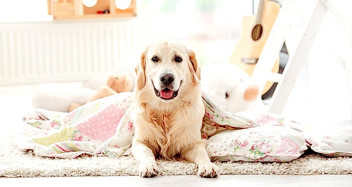 Köpeğinize Temel İtaat Komutlarını Öğretmenin Yolları