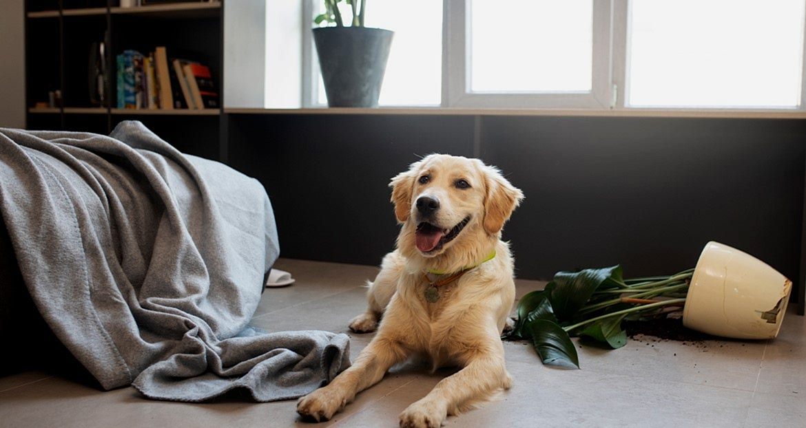 Köpeğime Temel İtaat Komutlarını Nasıl Öğretebilirim?