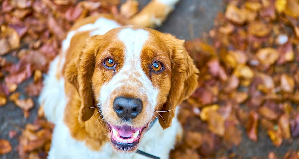 Köpeğimi Ne Zaman Eğitmeye Başlamalıyım?