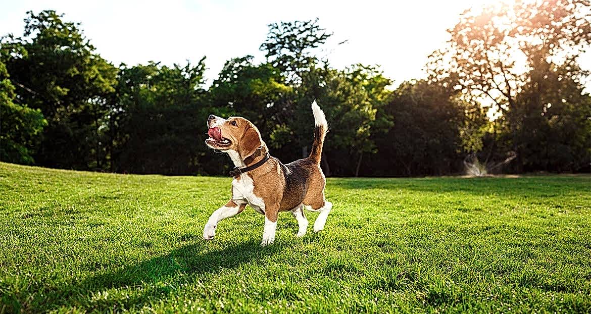 Profesyonel Köpek Eğitmenine Ne Zaman Başvurmalıyım?