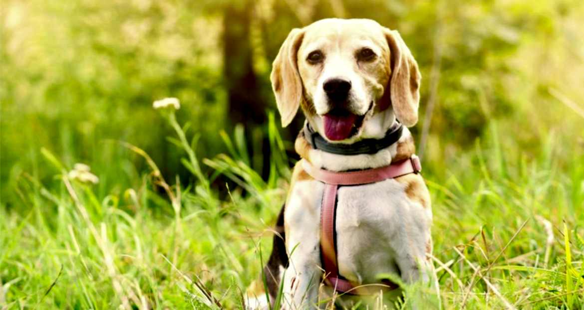 Evde Kolayca Uygulanabilecek Temel Köpek Eğitim Teknikleri