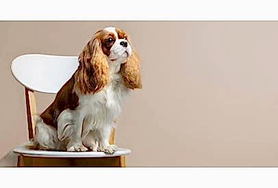 Köpeklerde Sosyalizasyonun Önemi ve Yöntemleri