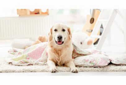 Köpeğinize Temel İtaat Komutlarını Öğretmenin Yolları
