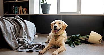Köpeğime Temel İtaat Komutlarını Nasıl Öğretebilirim?