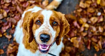 Köpeğimi Ne Zaman Eğitmeye Başlamalıyım?