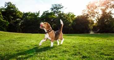 Profesyonel Köpek Eğitmenine Ne Zaman Başvurmalıyım?