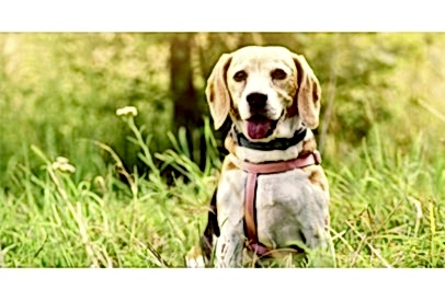 Evde Kolayca Uygulanabilecek Temel Köpek Eğitim Teknikleri