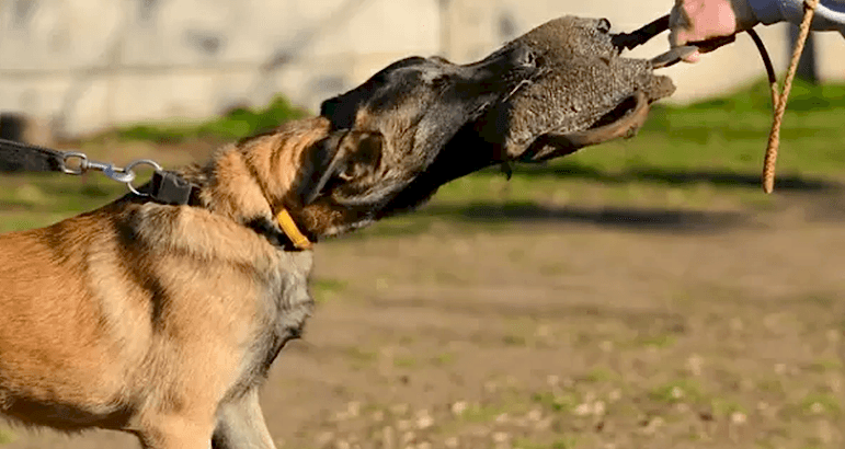 Köpek Eğitimi