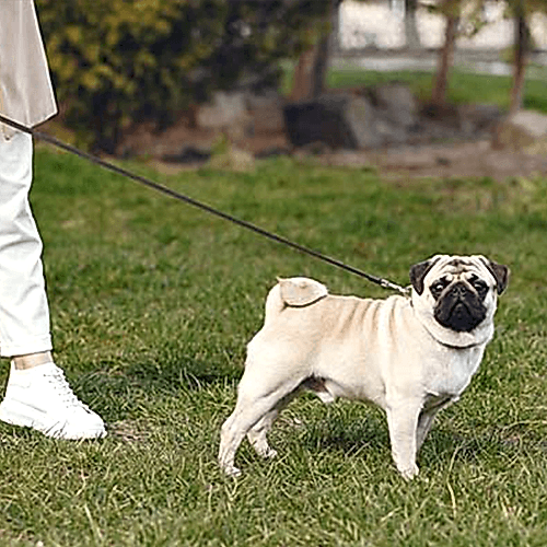 regard dog club