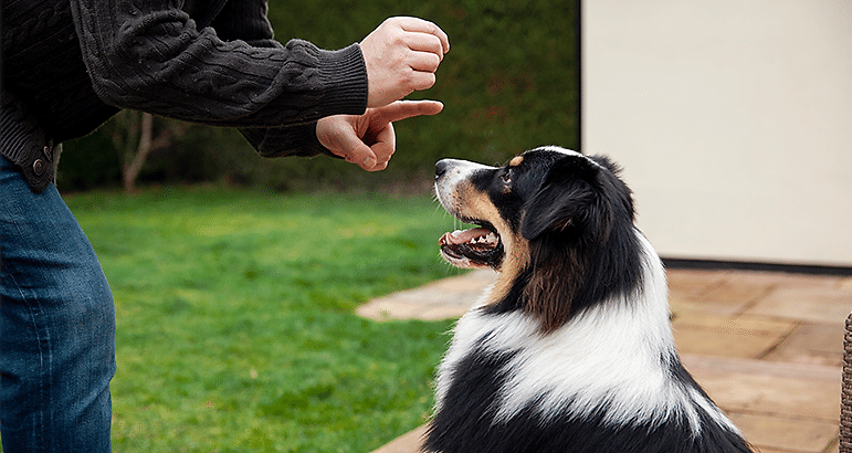 Köpek Eğitimi