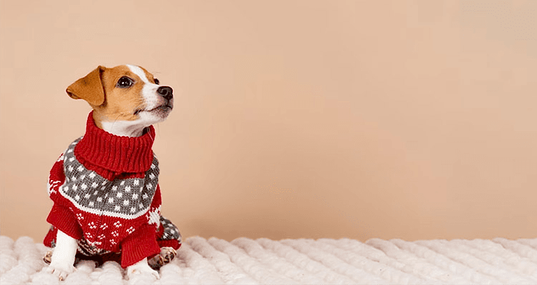 Regard Dog Club