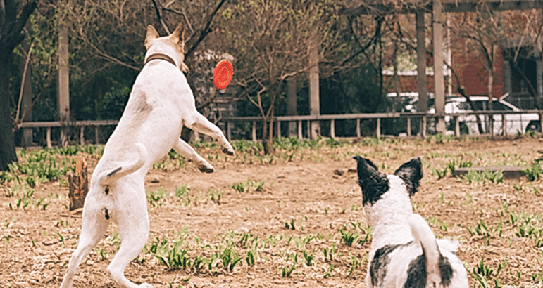 Köpek Eğitimi
