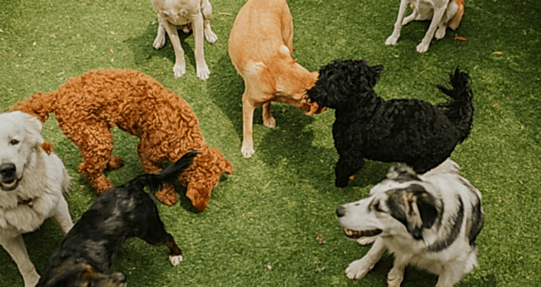 Köpek Eğitimi