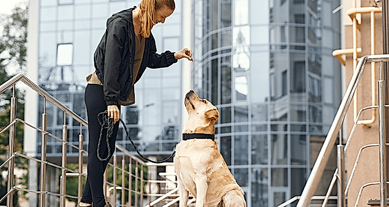 Köpek Eğitimi
