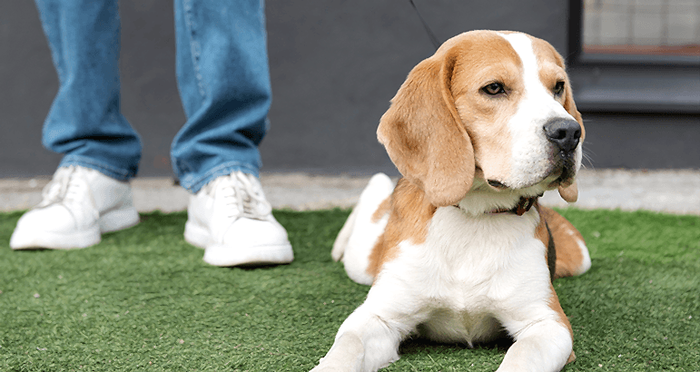 Köpek Eğitimi