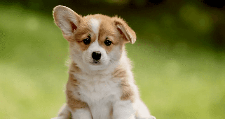 Köpek Eğitimi