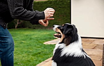 Köpek Eğitimi