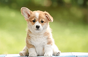 Yavru Köpek Eğitimi