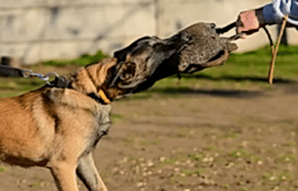 Bodyguard (Koruma) Eğitimi