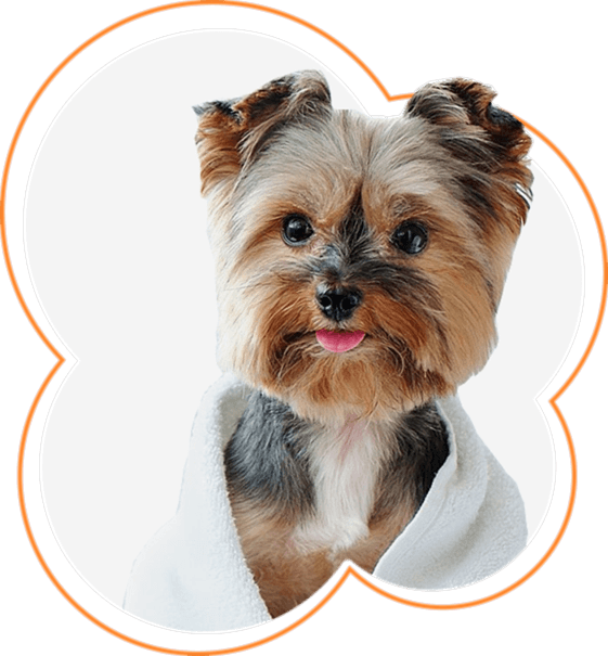 Regard Dog Club